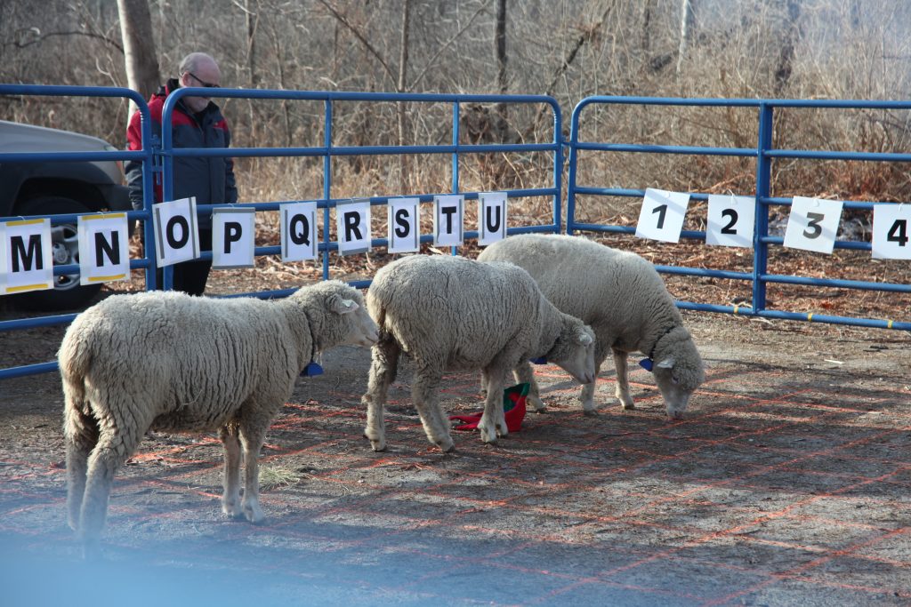 Council Fundraiser with Sheep Deeds – Success!! November 19, 2023